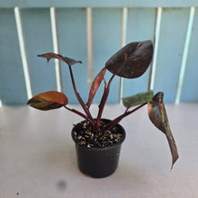 Load image into Gallery viewer, #RB4 Philodendron Orange Princess