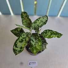 Load image into Gallery viewer, #R777 Two x Headed Aglaonema Pictum Tricolor