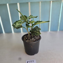 Load image into Gallery viewer, #R777 Two x Headed Aglaonema Pictum Tricolor