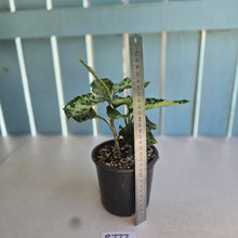 Load image into Gallery viewer, #R777 Two x Headed Aglaonema Pictum Tricolor