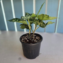 Load image into Gallery viewer, #R777 Two x Headed Aglaonema Pictum Tricolor