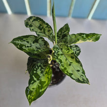 Load image into Gallery viewer, #R777 Two x Headed Aglaonema Pictum Tricolor