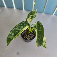Load image into Gallery viewer, #R39 Philodendron Jose Buono