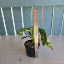 Load image into Gallery viewer, #R39 Philodendron Jose Buono