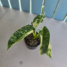 Load image into Gallery viewer, #R39 Philodendron Jose Buono