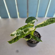 Load image into Gallery viewer, #R39 Philodendron Jose Buono