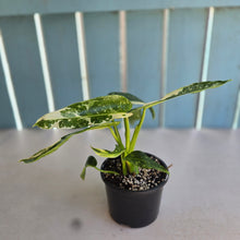 Load image into Gallery viewer, #R39 Philodendron Jose Buono