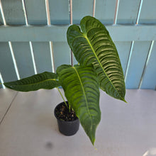 Load image into Gallery viewer, #R52 Anthurium Veitchii