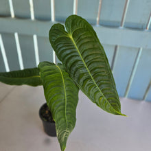 Load image into Gallery viewer, #R52 Anthurium Veitchii