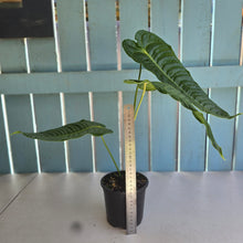 Load image into Gallery viewer, #R52 Anthurium Veitchii