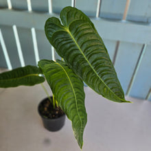 Load image into Gallery viewer, #R52 Anthurium Veitchii