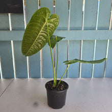 Load image into Gallery viewer, #R52 Anthurium Veitchii
