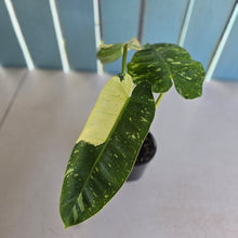 Load image into Gallery viewer, #RD33 Philodendron Jose Buono
