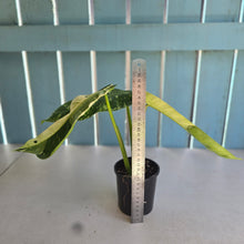 Load image into Gallery viewer, #RD33 Philodendron Jose Buono