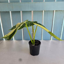 Load image into Gallery viewer, #RD33 Philodendron Jose Buono
