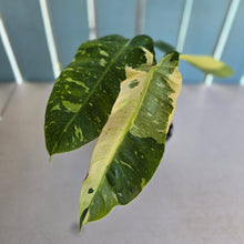 Load image into Gallery viewer, #RD33 Philodendron Jose Buono