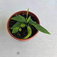Load image into Gallery viewer, #RD6 Four x Anthurium Pallidiflorum Seedlings