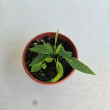 Load image into Gallery viewer, #RD6 Four x Anthurium Pallidiflorum Seedlings