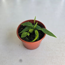 Load image into Gallery viewer, #RD6 Four x Anthurium Pallidiflorum Seedlings