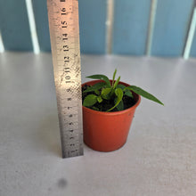 Load image into Gallery viewer, #RD6 Four x Anthurium Pallidiflorum Seedlings