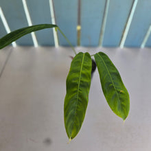 Load image into Gallery viewer, #R433 Philodendron Patriciae