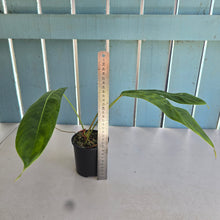 Load image into Gallery viewer, #R433 Philodendron Patriciae