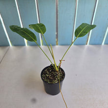 Load image into Gallery viewer, #R433 Philodendron Patriciae