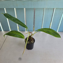 Load image into Gallery viewer, #D64 Philodendron Patriciae