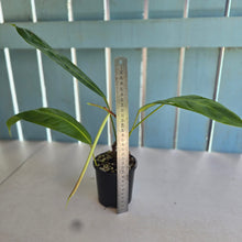 Load image into Gallery viewer, #D64 Philodendron Patriciae