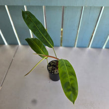 Load image into Gallery viewer, #D64 Philodendron Patriciae