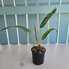 Load image into Gallery viewer, #D64 Philodendron Patriciae