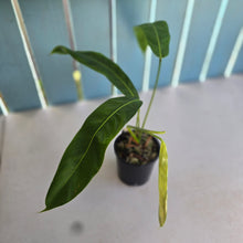 Load image into Gallery viewer, #RD51 Philodendron Patriciae
