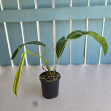 Load image into Gallery viewer, #RD51 Philodendron Patriciae