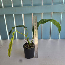 Load image into Gallery viewer, #RD51 Philodendron Patriciae