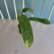 Load image into Gallery viewer, #RD51 Philodendron Patriciae