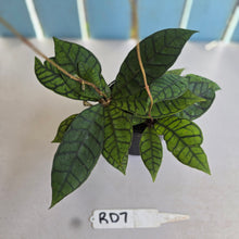 Load image into Gallery viewer, #RD7 Hoya Sp. Kalimantan