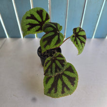 Load image into Gallery viewer, #D888 Begonia Iron Cross