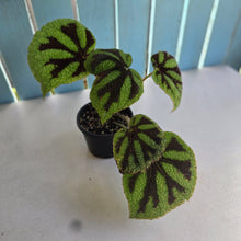 Load image into Gallery viewer, #D888 Begonia Iron Cross