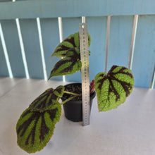 Load image into Gallery viewer, #D888 Begonia Iron Cross
