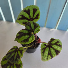 Load image into Gallery viewer, #D888 Begonia Iron Cross