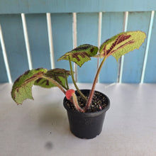 Load image into Gallery viewer, #D888 Begonia Iron Cross