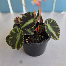 Load image into Gallery viewer, #D118 Begonia Cleopatrae