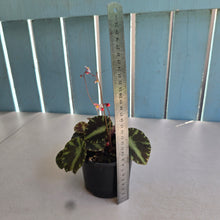 Load image into Gallery viewer, #D118 Begonia Cleopatrae