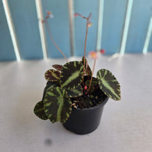 Load image into Gallery viewer, #D118 Begonia Cleopatrae