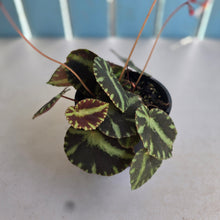 Load image into Gallery viewer, #D118 Begonia Cleopatrae