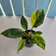 Load image into Gallery viewer, #D69 Variegated Philodendron Green Congo