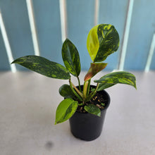 Load image into Gallery viewer, #D69 Variegated Philodendron Green Congo