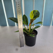 Load image into Gallery viewer, #D69 Variegated Philodendron Green Congo