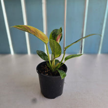 Load image into Gallery viewer, #D69 Variegated Philodendron Green Congo