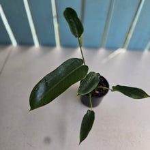 Load image into Gallery viewer, #RD8 Philodendron Spiritus Sancti